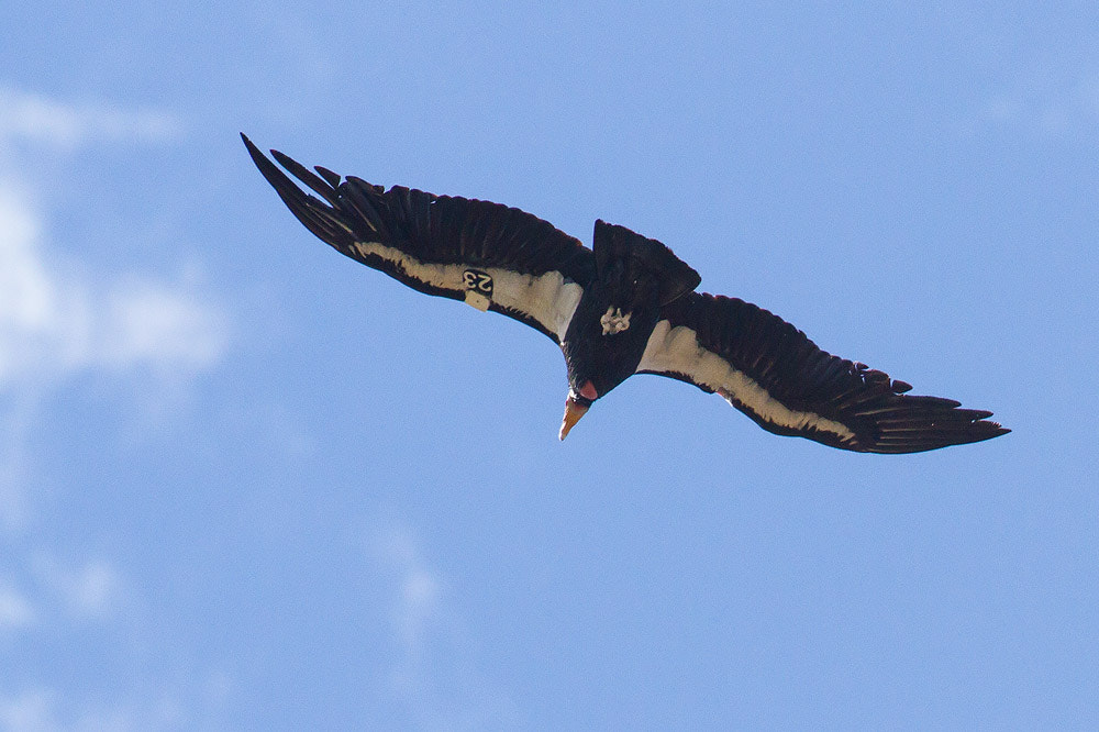 Canon EOS 7D + Canon EF 500mm F4L IS USM sample photo. Californian condor photography