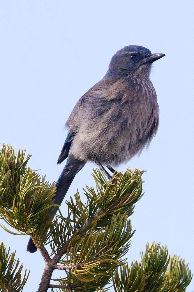 Canon EF 500mm F4L IS USM sample photo. Scrub jay photography