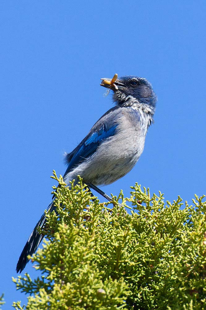 Canon EOS 7D + Canon EF 500mm F4L IS USM sample photo. Scrub jay photography