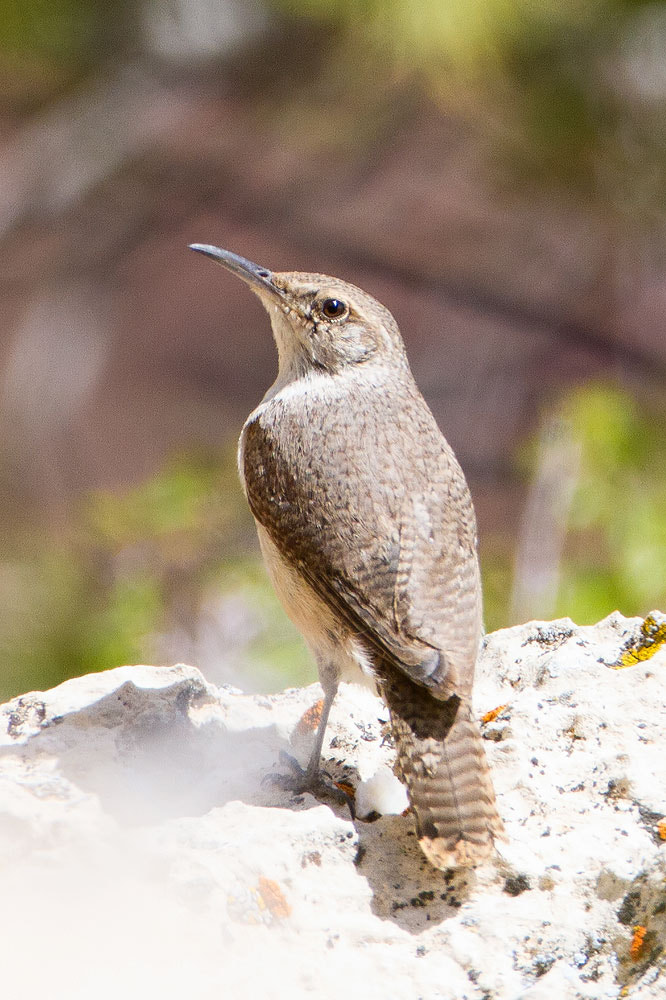 Canon EOS 7D + Canon EF 500mm F4L IS USM sample photo. Rock wren photography