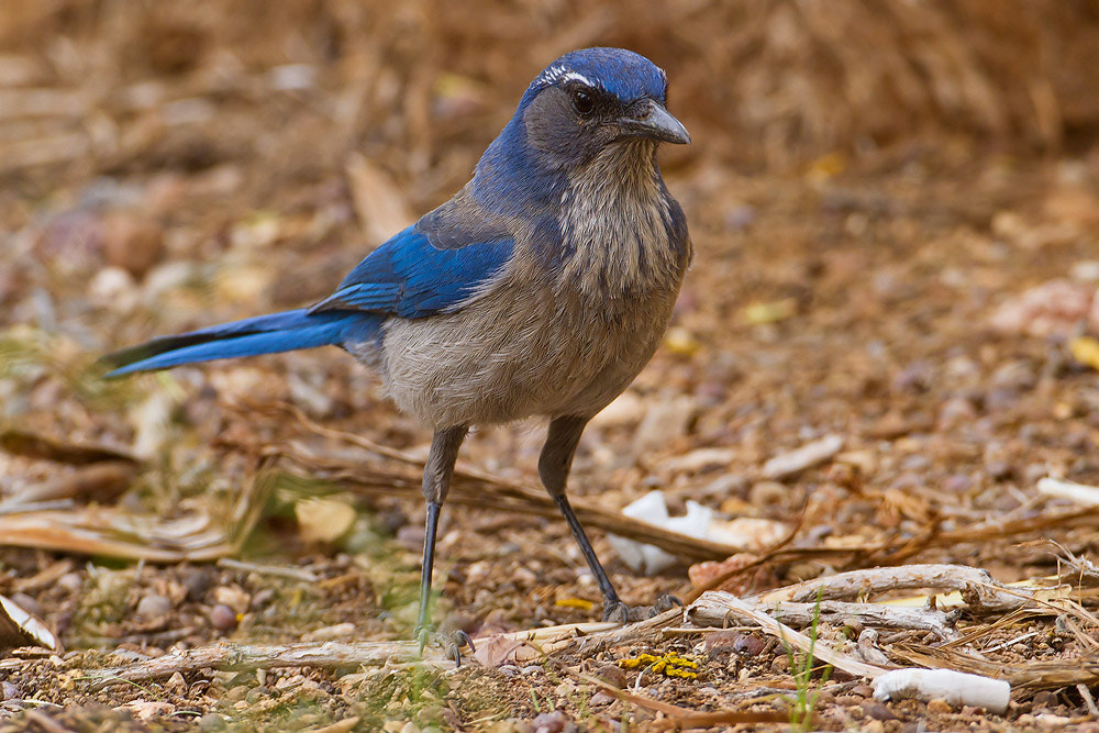 Canon EOS 7D + Canon EF 500mm F4L IS USM sample photo. Scrub jay photography