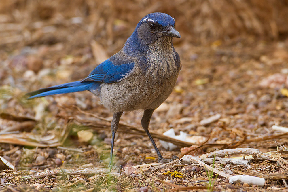 Canon EOS 7D sample photo. Scrub jay photography