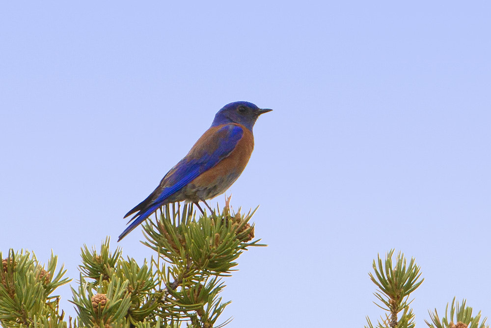 Canon EOS 7D + Canon EF 500mm F4L IS USM sample photo. Western bluebird photography
