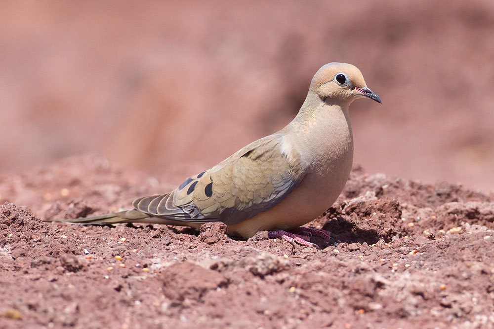 Canon EOS 7D sample photo. Mourning dove photography
