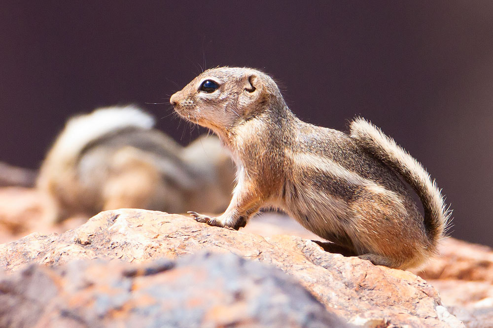 Canon EOS 7D + Canon EF 500mm F4L IS USM sample photo