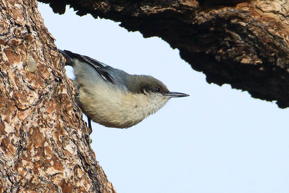 Canon EF 500mm F4L IS USM sample photo. Pygmy nuthatch photography