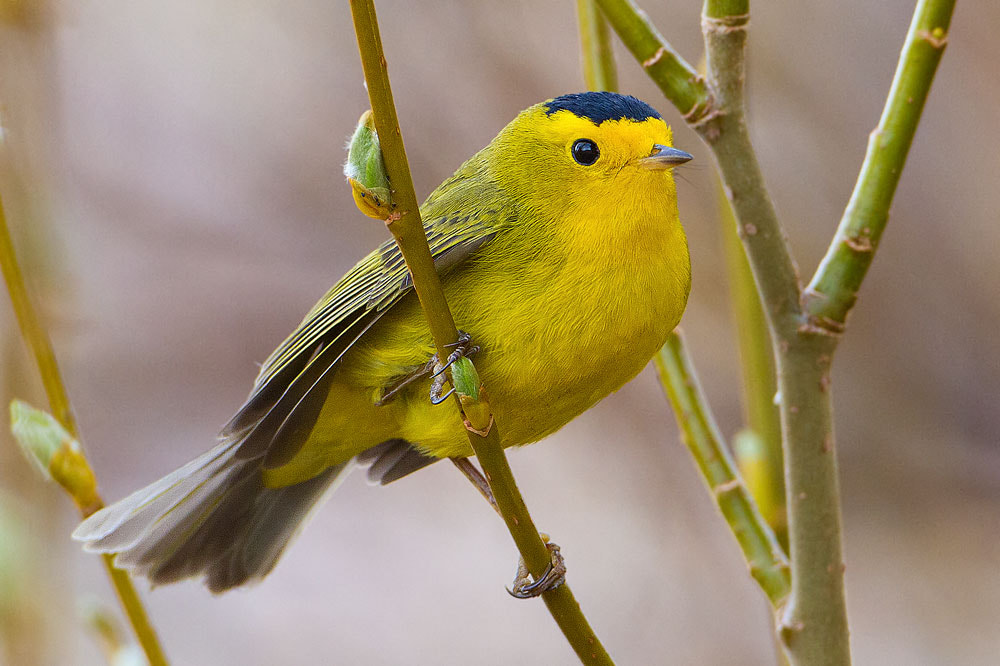 Canon EF 500mm F4L IS USM sample photo. Wilson's warbler photography