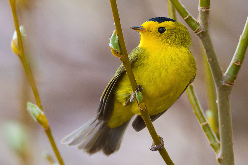 Canon EOS 7D + Canon EF 500mm F4L IS USM sample photo. Wilson's warbler photography