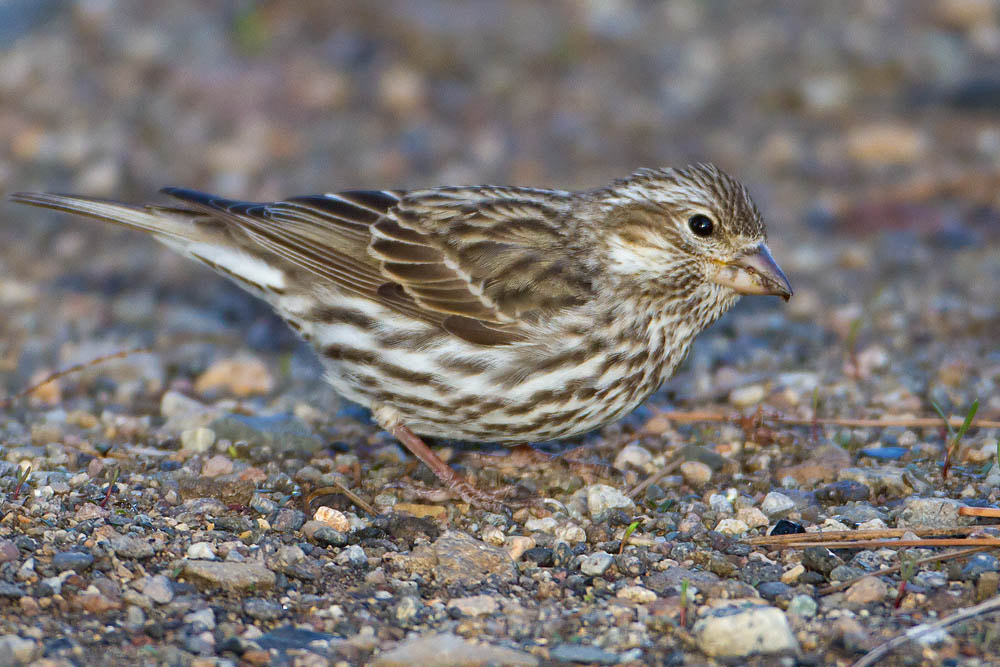 Canon EF 500mm F4L IS USM sample photo. Cassin's finch photography