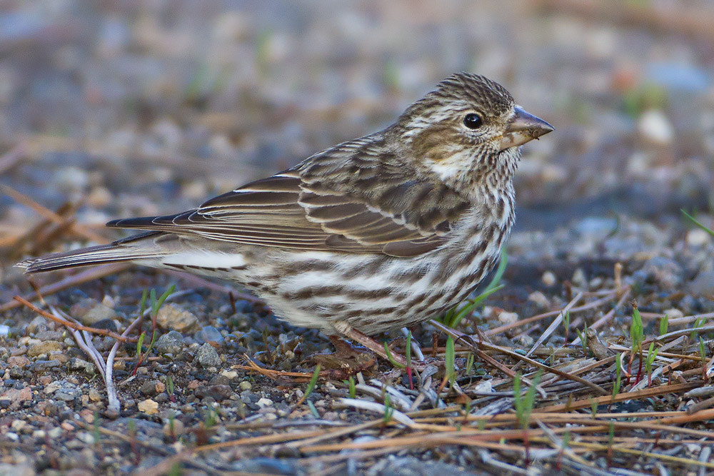 Canon EOS 7D + Canon EF 500mm F4L IS USM sample photo. Cassin's finch photography