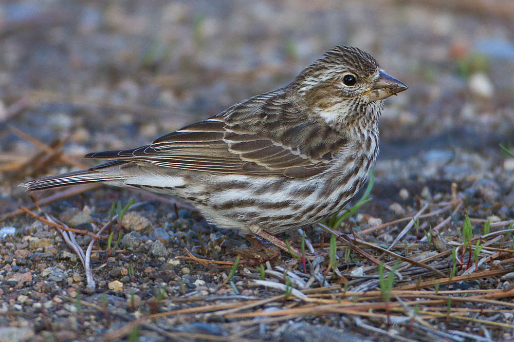 Canon EOS 7D + Canon EF 500mm F4L IS USM sample photo. Cassin's finch photography