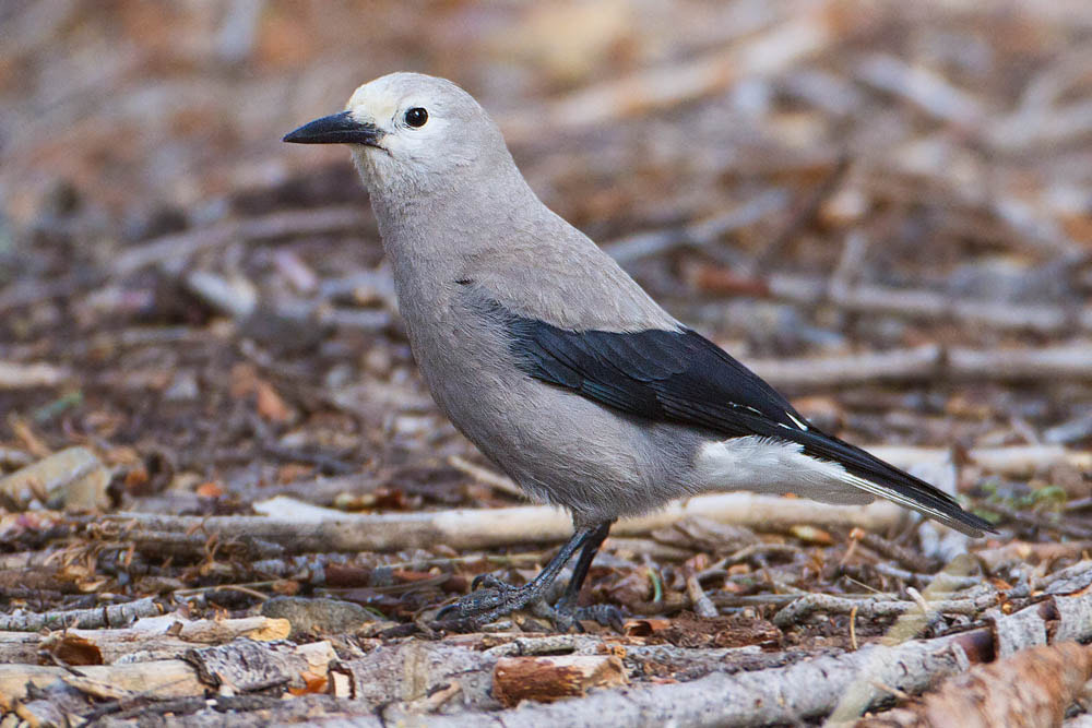 Canon EOS 7D + Canon EF 500mm F4L IS USM sample photo. Clark's nutcracker photography