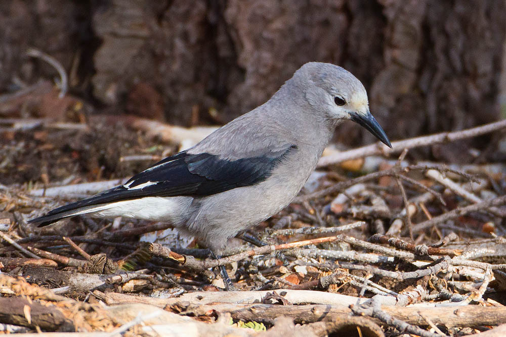 Canon EOS 7D + Canon EF 500mm F4L IS USM sample photo. Clark's nutcracker photography