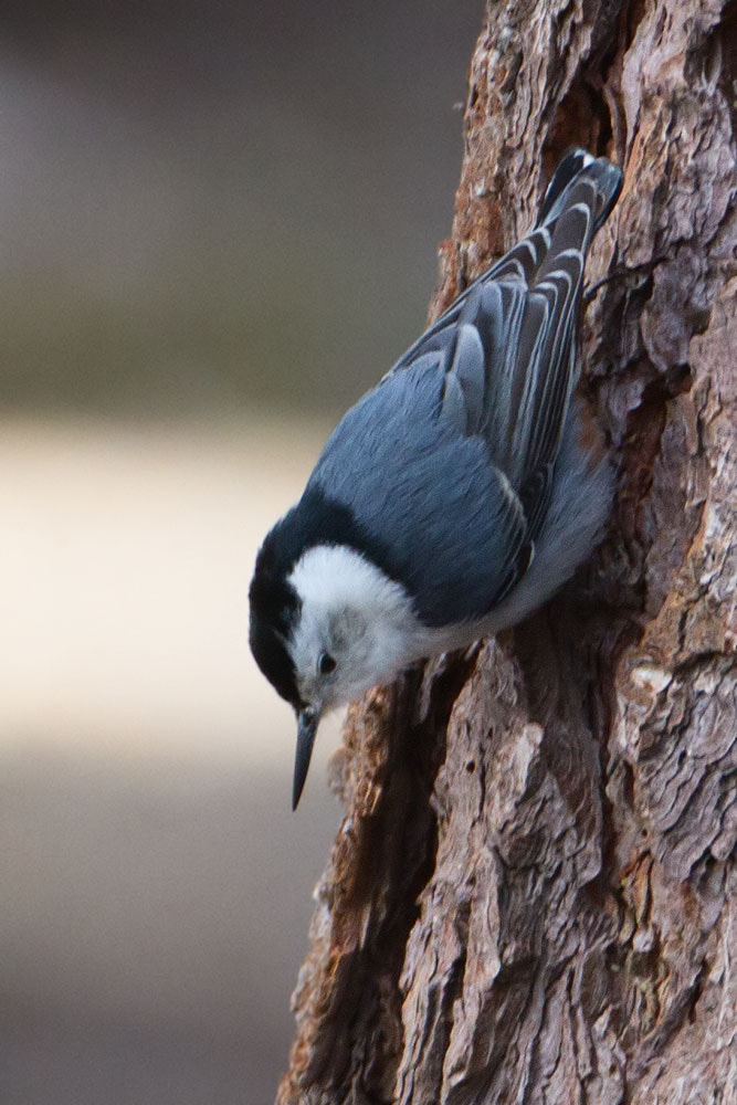 Canon EF 500mm F4L IS USM sample photo. White-breasted nuthatch photography