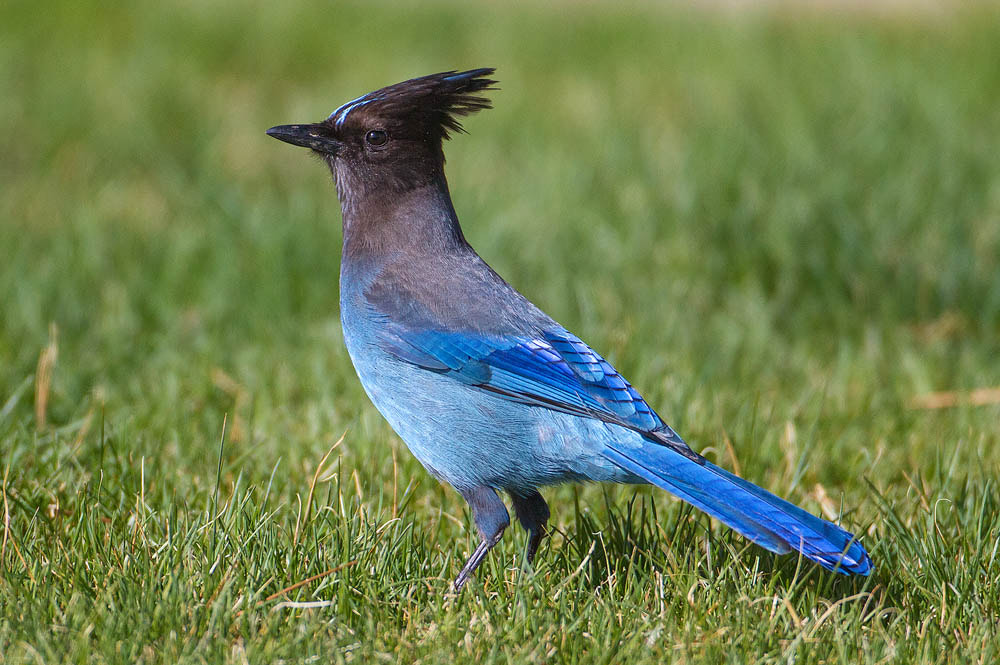 Canon EOS 7D + Canon EF 500mm F4L IS USM sample photo. Steller's jay photography