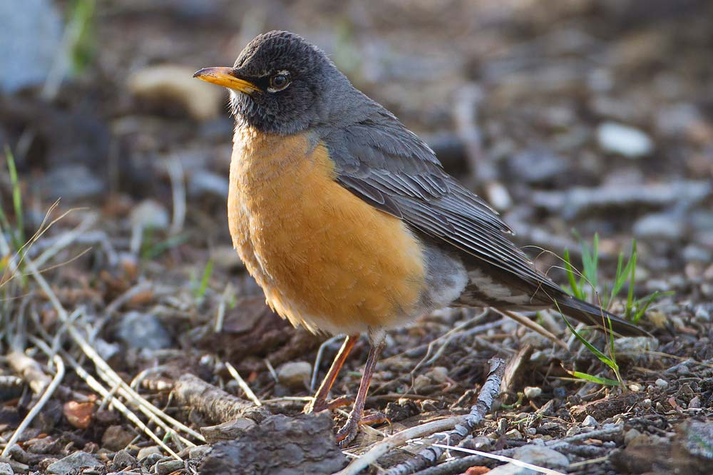 Canon EOS 7D + Canon EF 500mm F4L IS USM sample photo. American robin photography