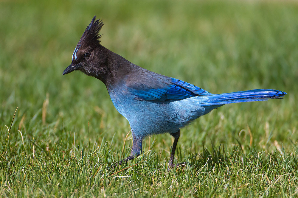 Canon EF 500mm F4L IS USM sample photo. Steller's jay photography