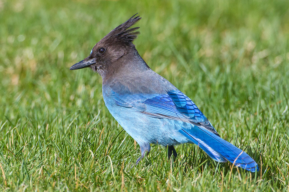 Canon EOS 7D + Canon EF 500mm F4L IS USM sample photo. Steller's jay photography