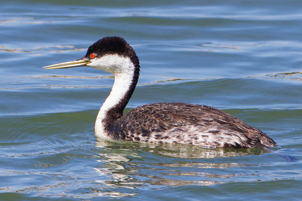 Canon EOS 7D + Canon EF 500mm F4L IS USM sample photo. Western grebe photography