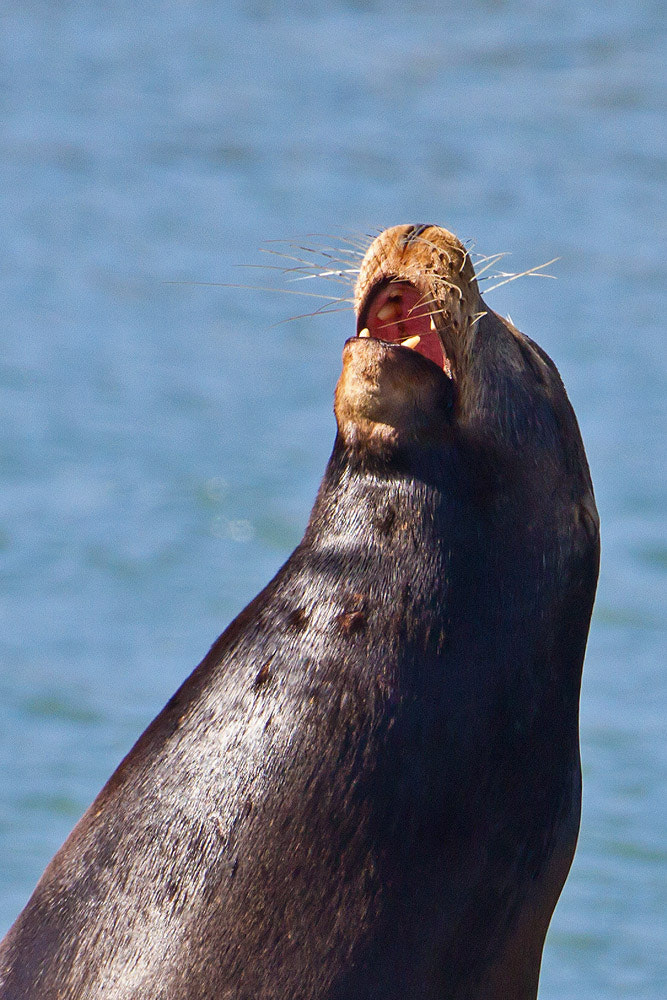 Canon EF 500mm F4L IS USM sample photo. Californian sea lion photography