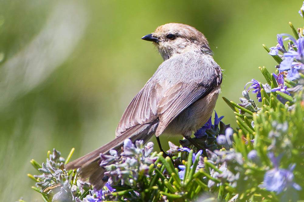 Canon EOS 7D sample photo. Bushtit photography