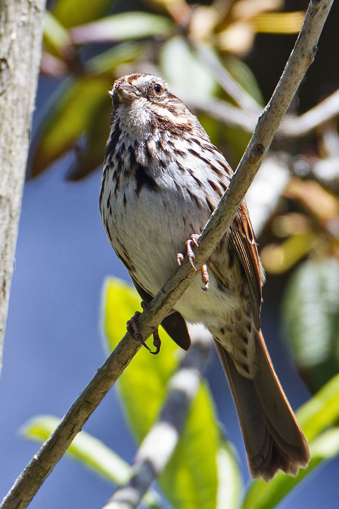 Canon EOS 7D + Canon EF 500mm F4L IS USM sample photo. Song sparrow photography