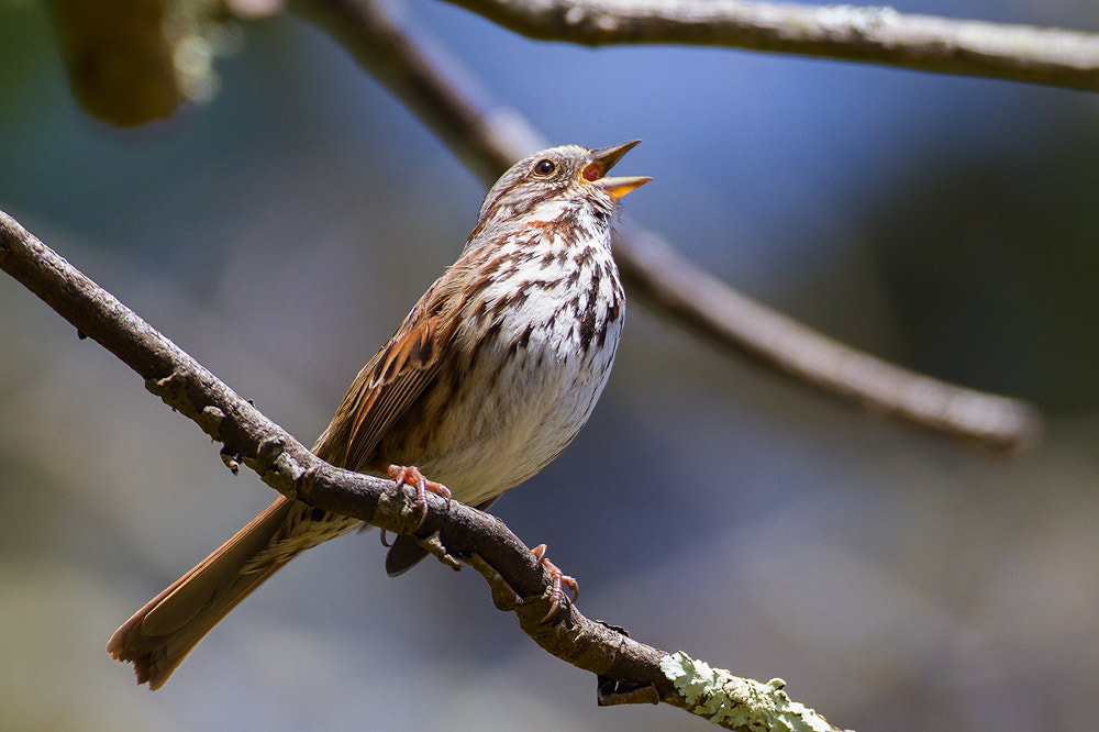 Canon EF 500mm F4L IS USM sample photo. Song sparrow photography