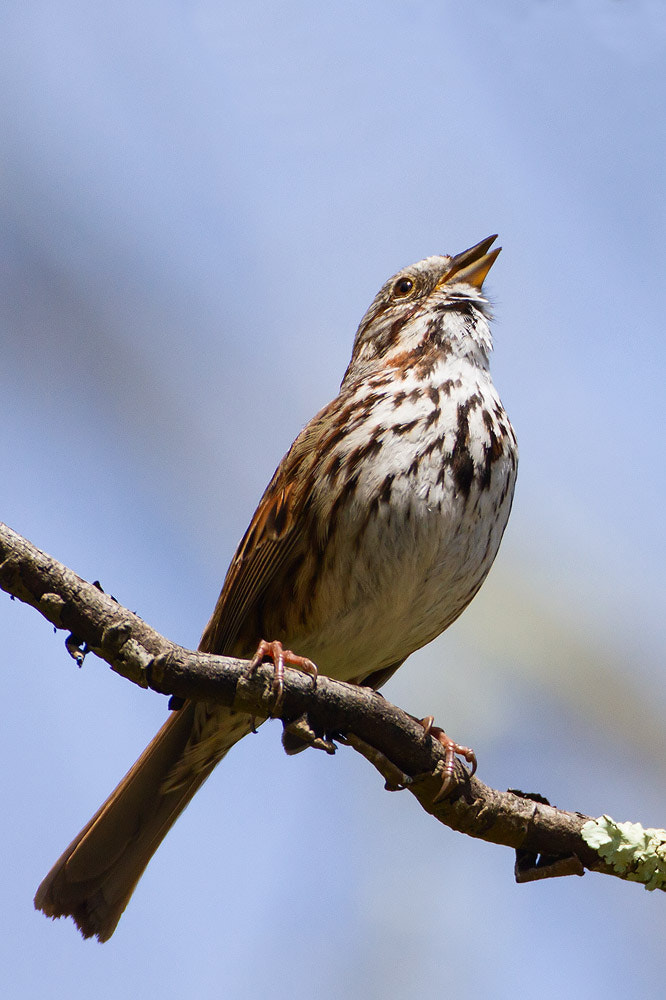 Canon EF 500mm F4L IS USM sample photo. Song sparrow photography