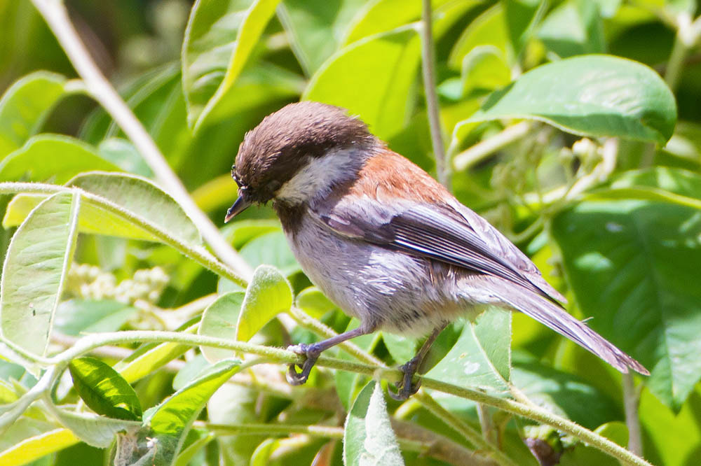 Canon EOS 7D + Canon EF 500mm F4L IS USM sample photo. Chestnut-backed chickadee photography