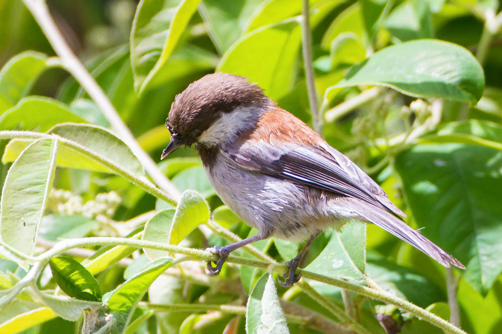 Canon EOS 7D sample photo. Chestnut-backed chickadee photography