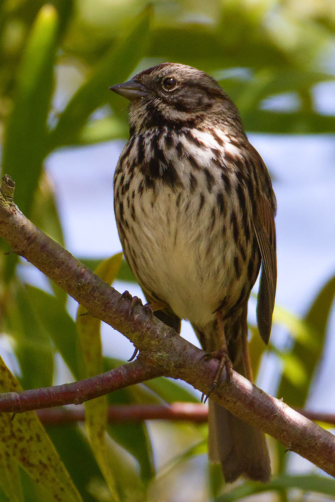 Canon EF 500mm F4L IS USM sample photo. Song sparrow photography