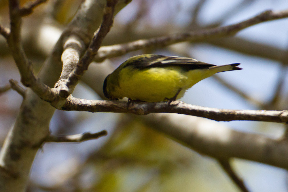 Canon EOS 7D sample photo. American goldfinch photography