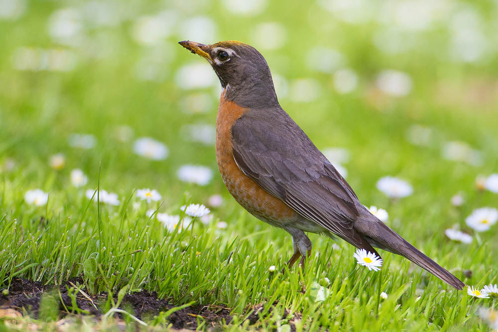 Canon EOS 7D + Canon EF 500mm F4L IS USM sample photo. American robin photography