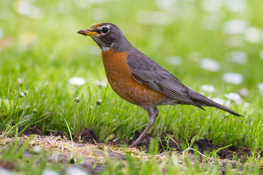 Canon EOS 7D + Canon EF 500mm F4L IS USM sample photo. American robin photography