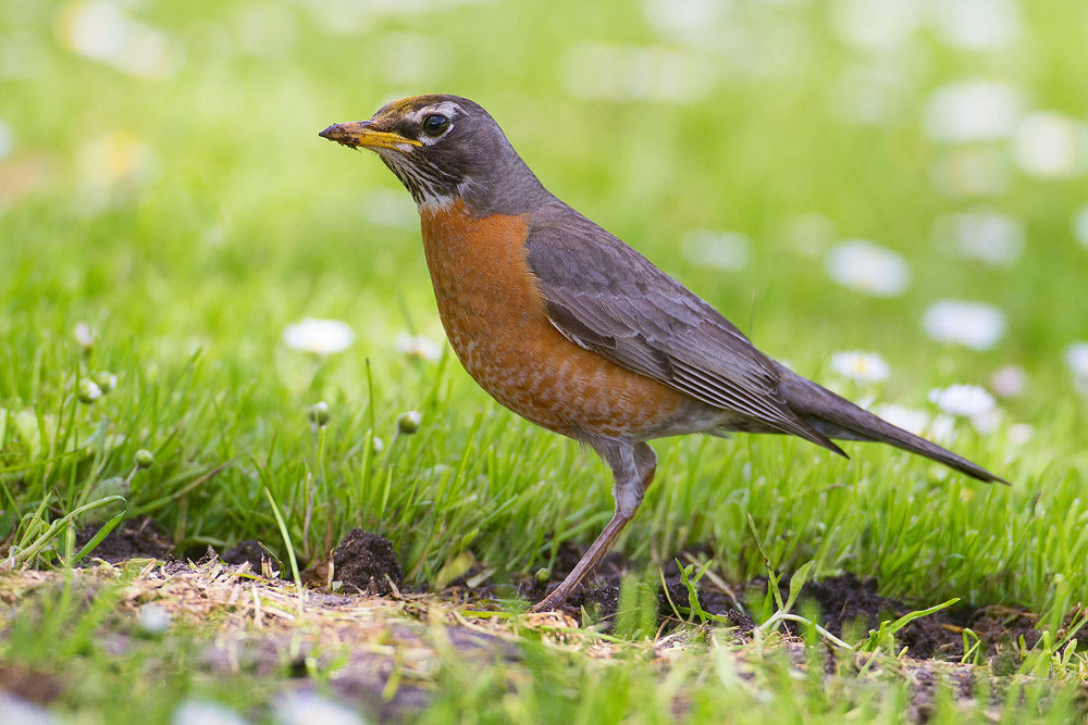 Canon EF 500mm F4L IS USM sample photo. American robin photography