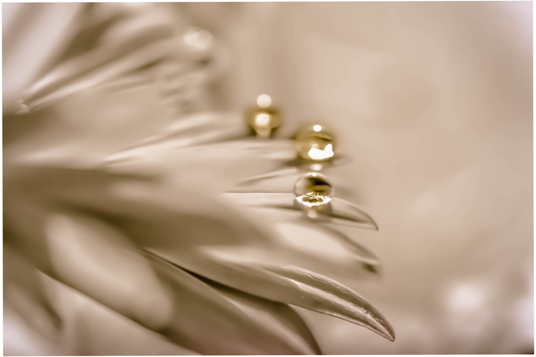 Nikon AF-S DX Micro Nikkor 40mm F2.8 sample photo. Friends of gold photography