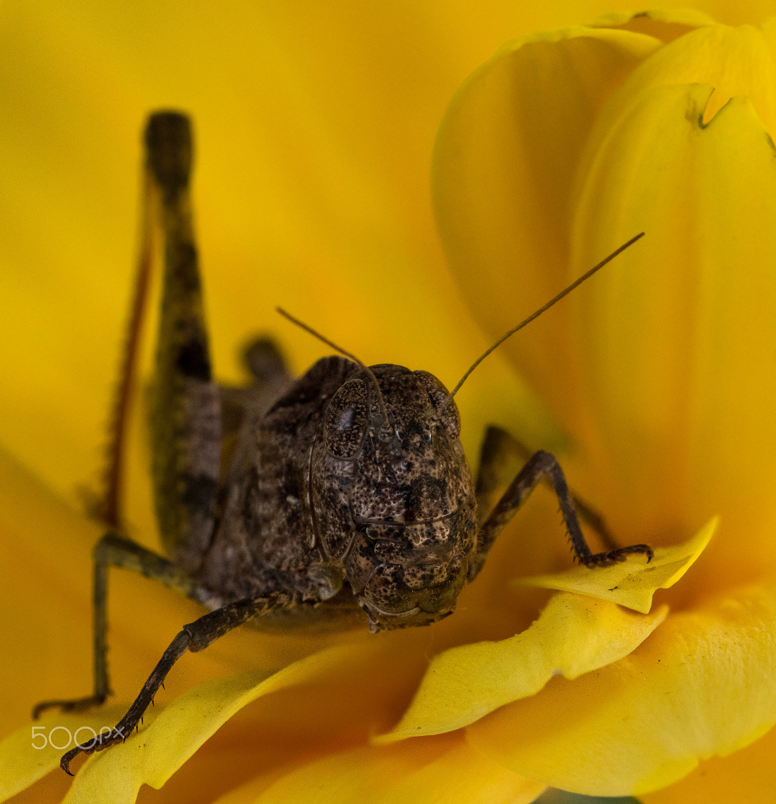 Canon EF 100mm F2.8 Macro USM sample photo. Grasshopper photography