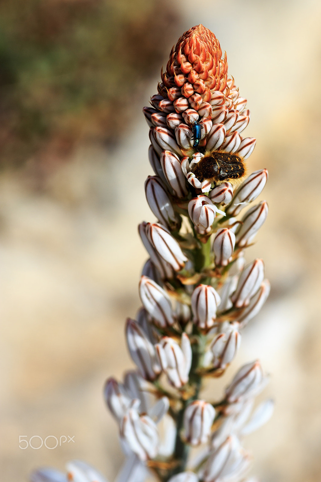 Canon EF 100-200mm f/4.5A sample photo. Springtime photography