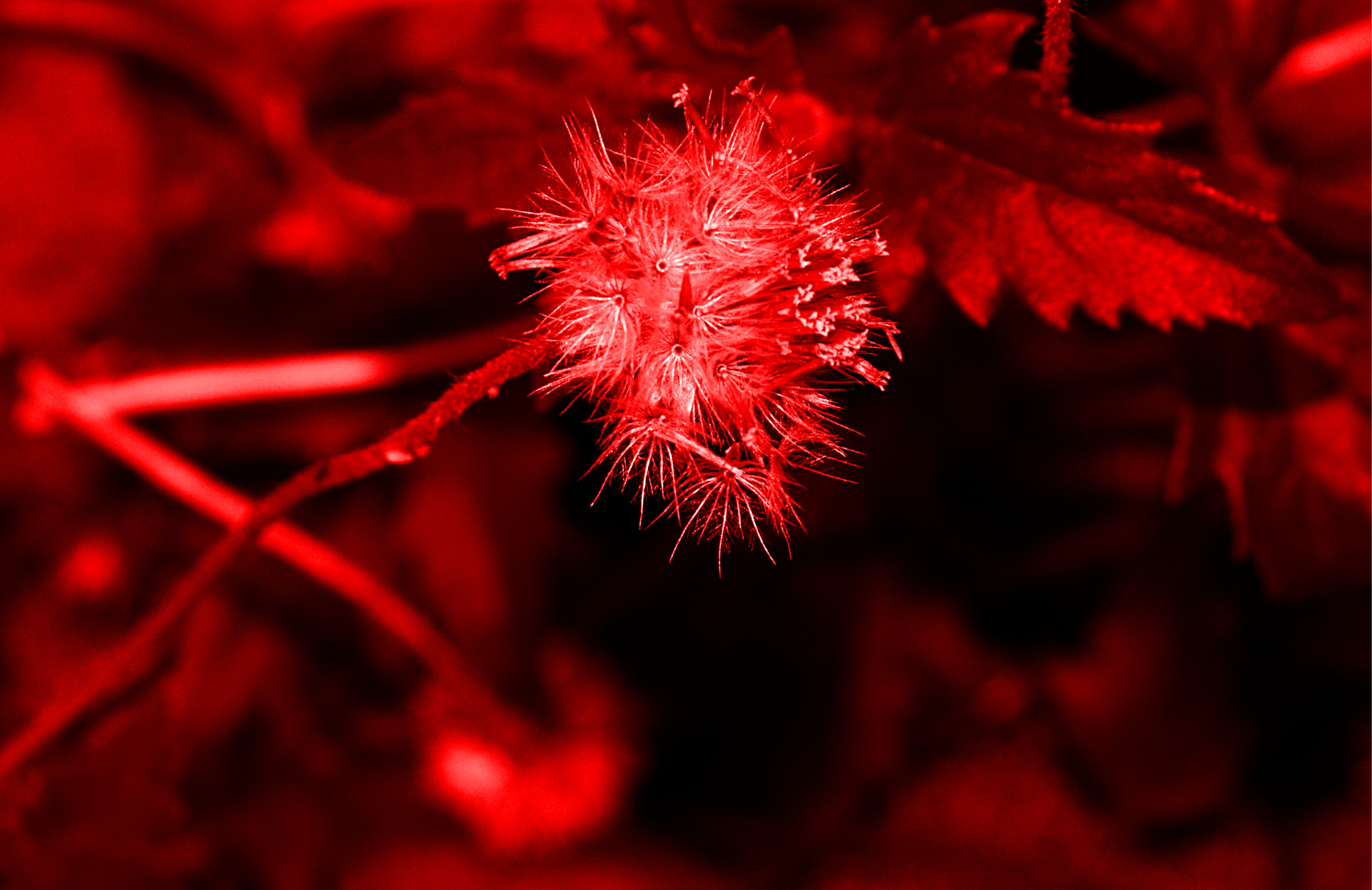 18.0 - 135.0 mm sample photo. Dandelion on fire photography