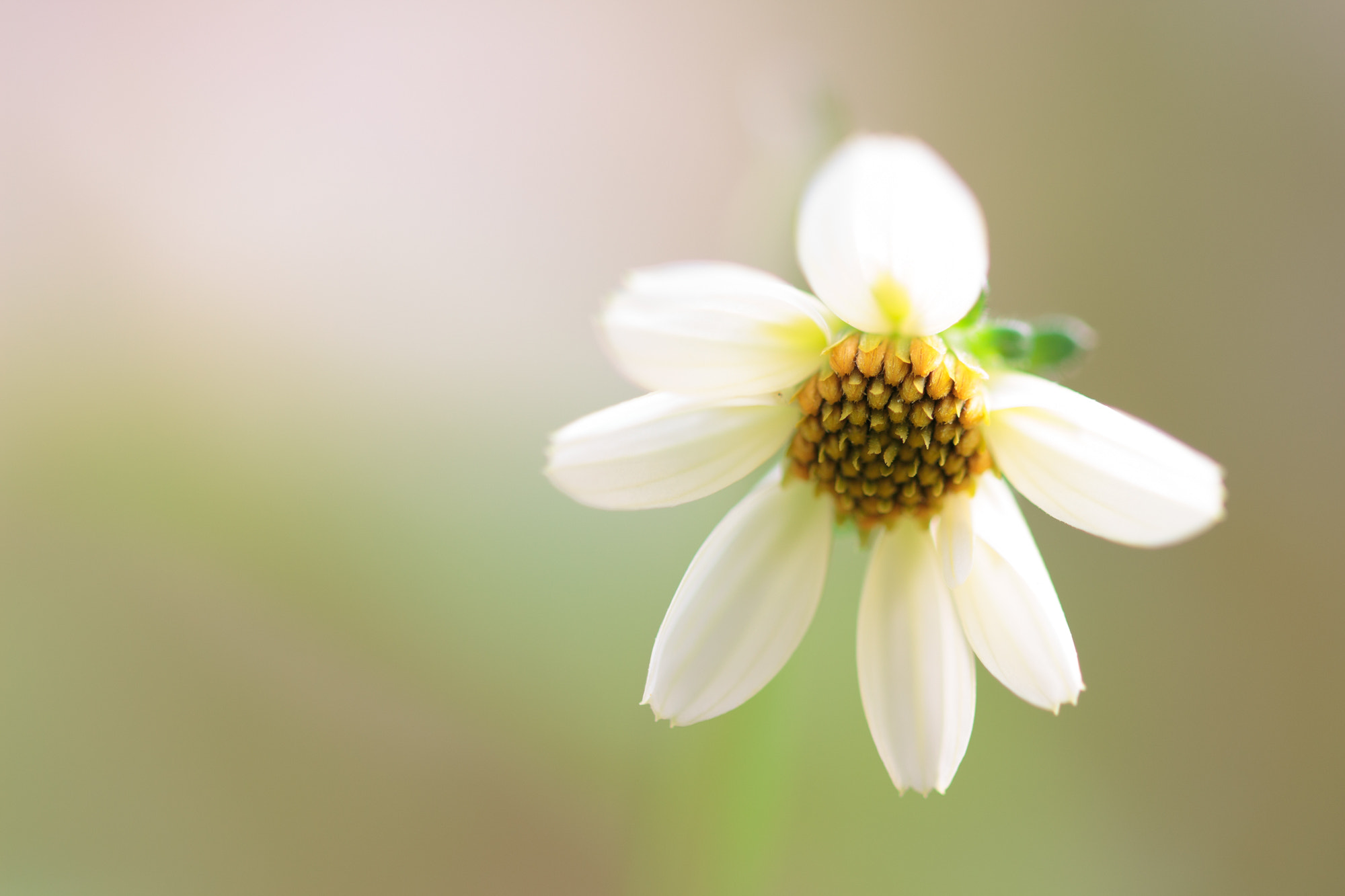 Sigma 105mm F2.8 EX DG OS HSM sample photo. Nature  photography