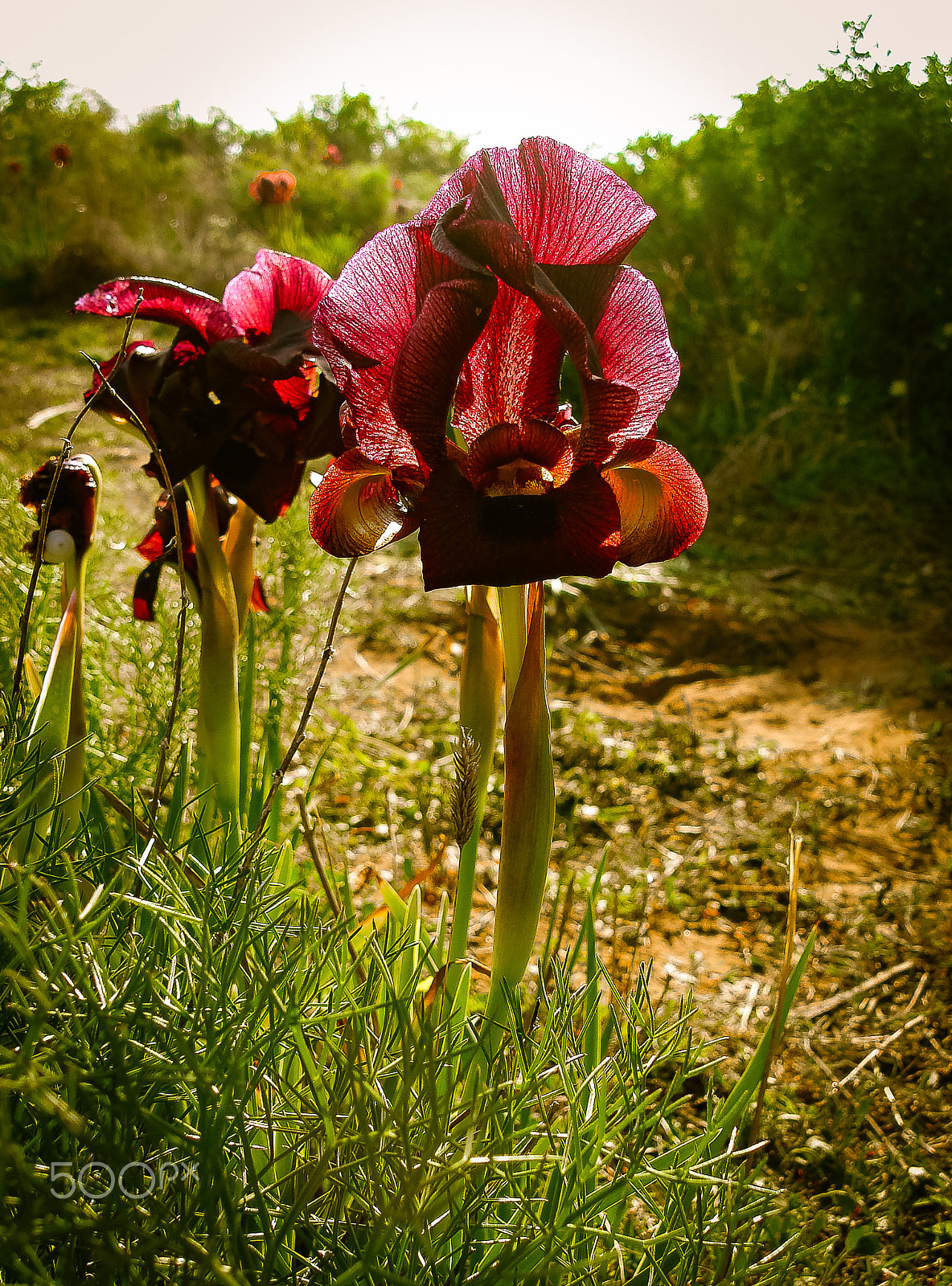 Sony DSC-N1 sample photo. Spring flowers blooming in poleg stream near the mediterranean s photography