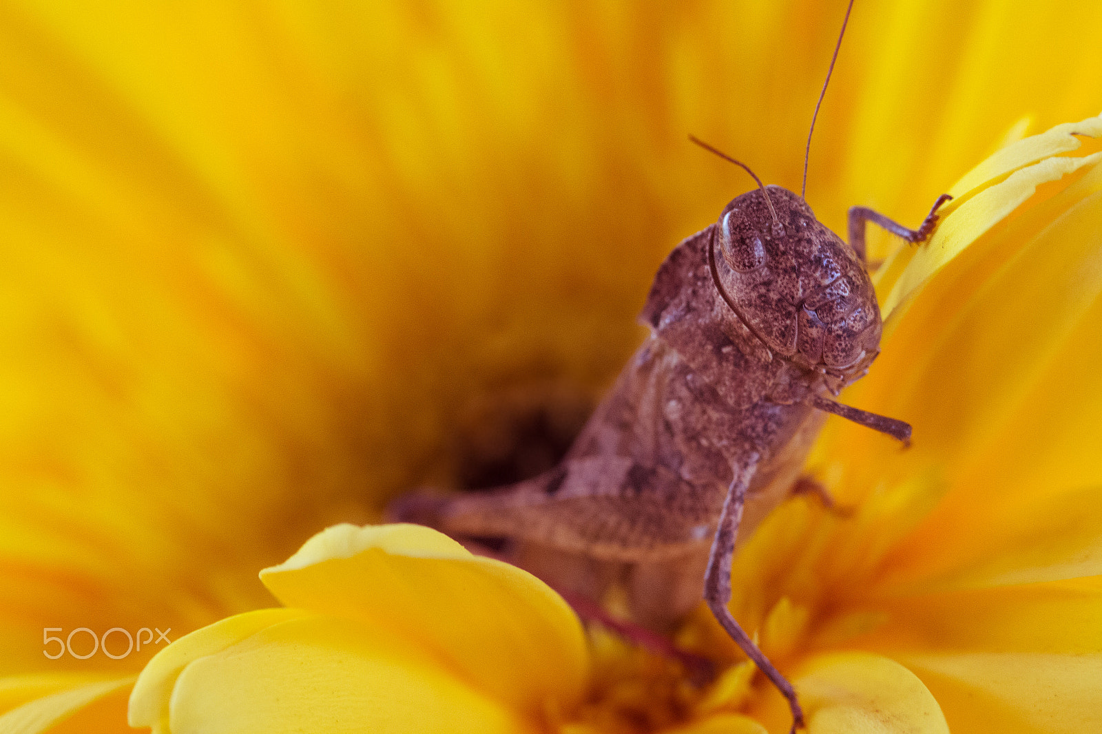 Canon EF 100mm F2.8 Macro USM sample photo. Grasshopper pose photography
