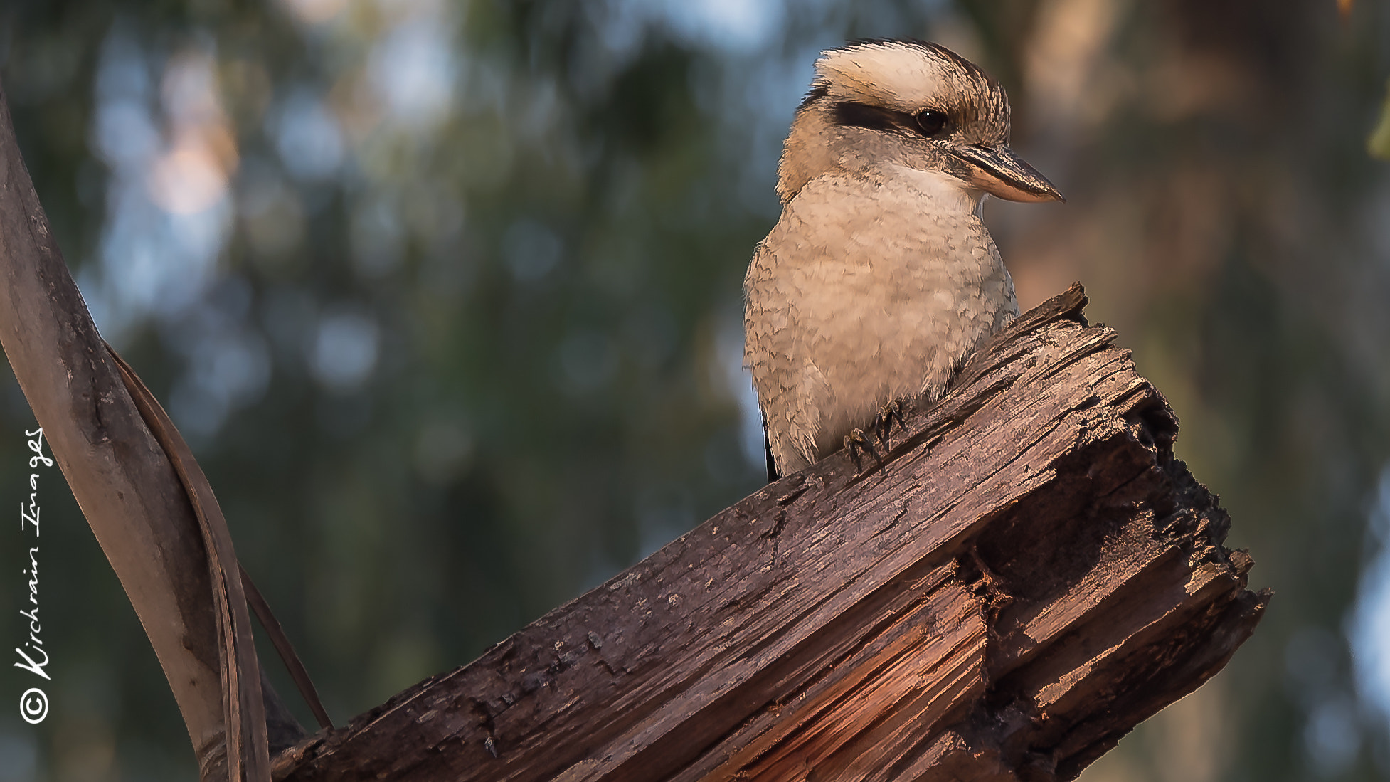 Tamron SP 70-200mm F2.8 Di VC USD sample photo. Kookaburra photography