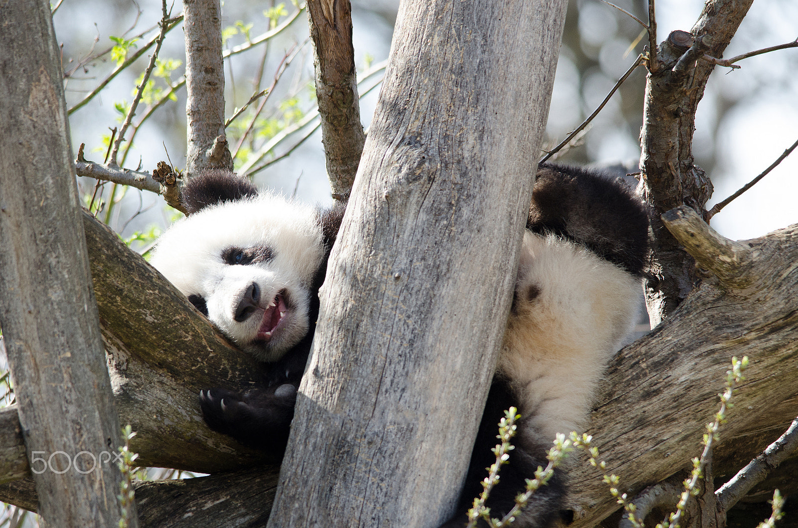 Nikon D7000 + Sigma 150-500mm F5-6.3 DG OS HSM sample photo. Smiling little panda photography