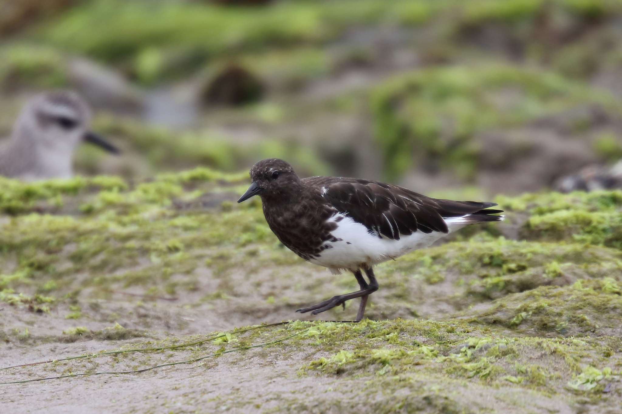 Canon EOS 5DS R + Canon EF 200mm F2L IS USM sample photo. Black turnstone photography