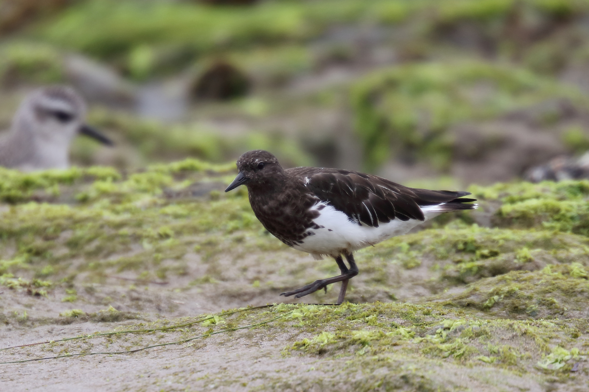 Canon EF 200mm F2L IS USM sample photo. Black turnstone photography