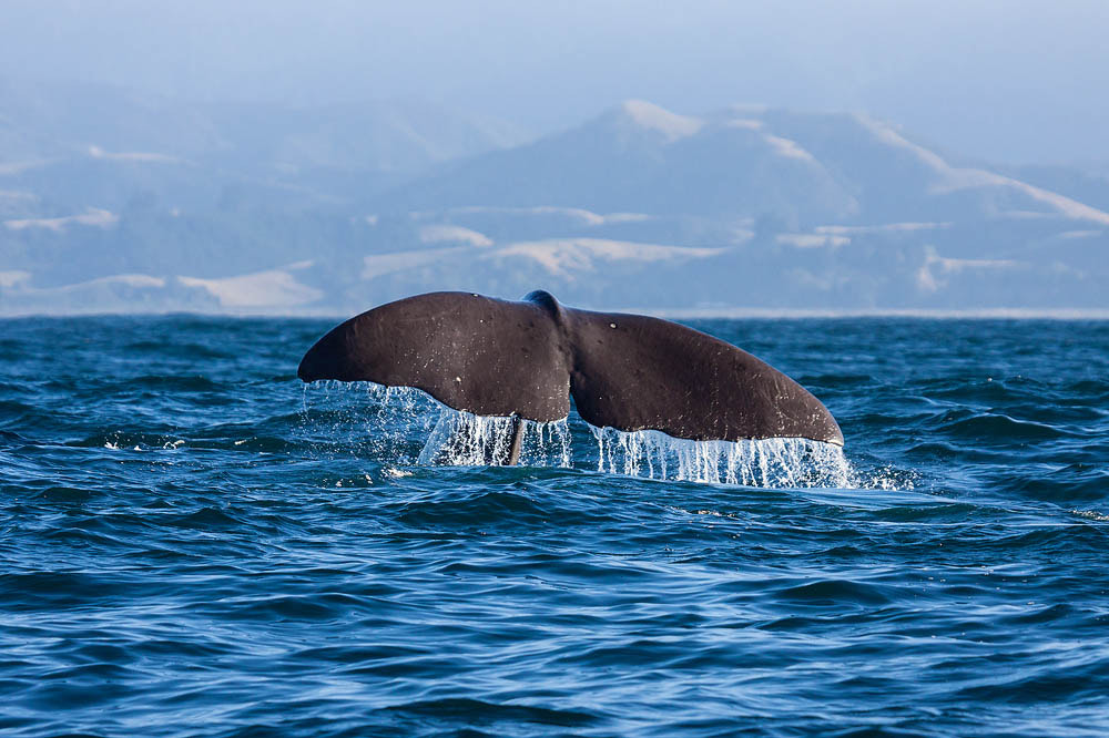 Canon EOS 50D sample photo. Sperm whale photography
