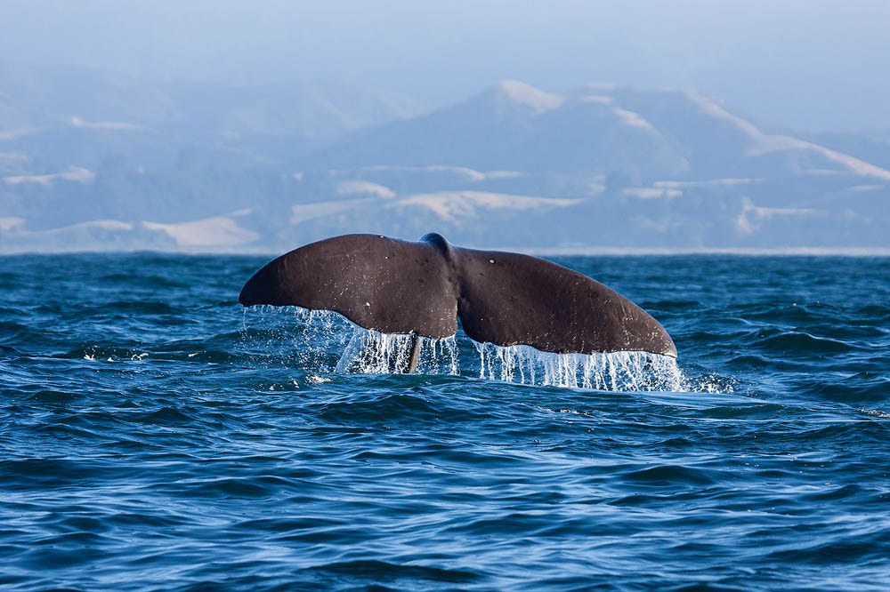 Canon EF 100-400mm F4.5-5.6L IS USM sample photo. Sperm whale photography
