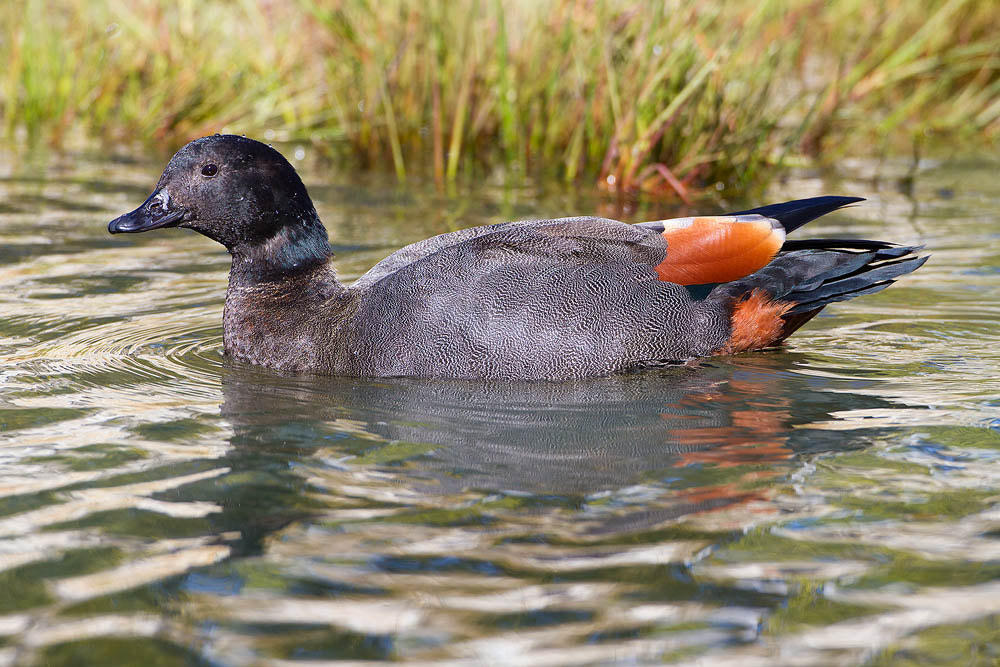 Canon EOS 7D + Canon EF 500mm F4L IS USM sample photo. Paradise duck photography