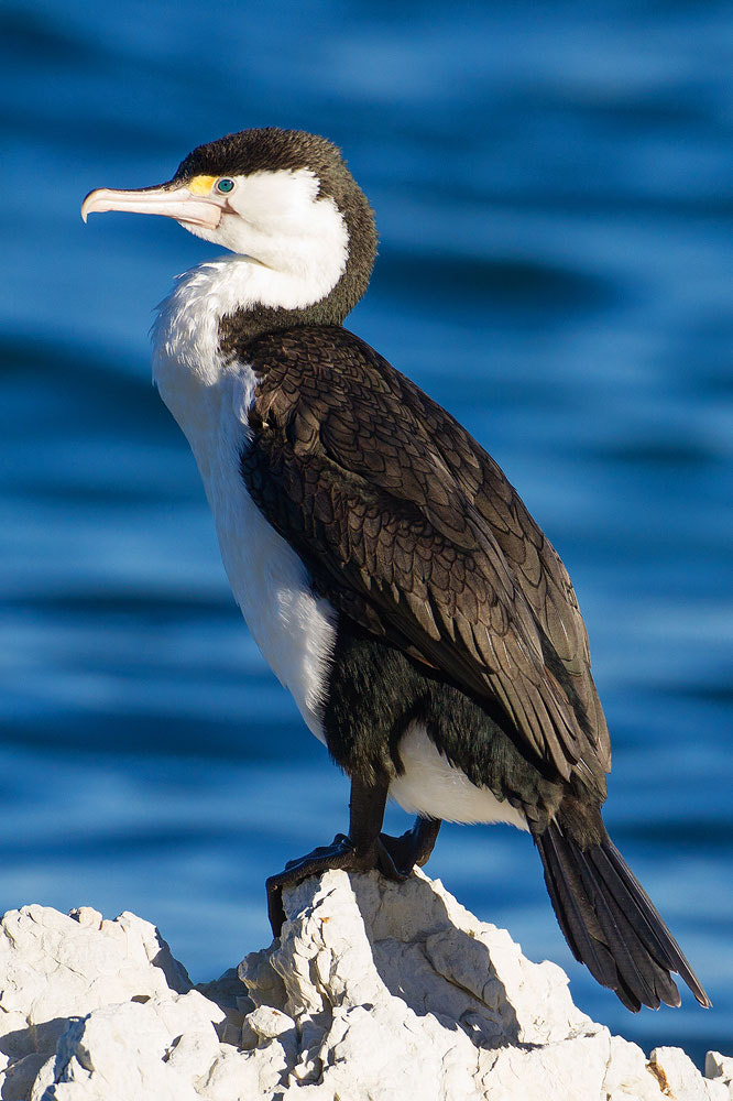 Canon EOS 7D + Canon EF 500mm F4L IS USM sample photo. Pied cormorant photography